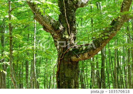 白神のシンボル　岳岱大ブナ　秋田県岳岱自然観察教育林 103570618