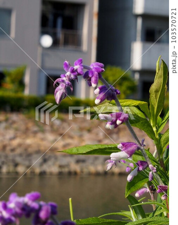 江ノ口川岸のアメジストセージ（紫色のメキシカンブッシュセージの花） 103570721