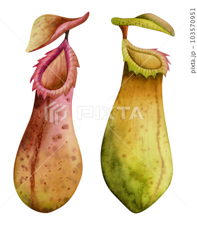 pitcher plant drawing