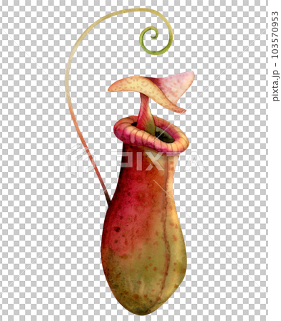 Watercolor nepenthes carnivorous plant illustration isolated on white background. Tropical green red pitcher plant, liana monkey cups Watercolor nepenthes carnivorous plant illustration isolated on white background. Tropical green red pitcher plant, liana monkey cups 103570953
