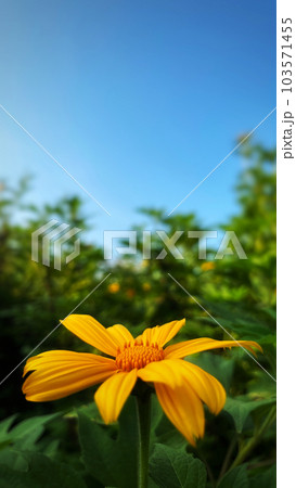 Yellow flower with blue sky and green grass background, Tithonia diversifolia Mexican Sunflower for Presentations and deck information graphic, print layout covering book, magazine page, advertisement Yellow flower with blue sky and green grass background, Tithonia diversifolia Mexican Sunflower for Presentations and deck information graphic, print layout covering book, magazine page, advertisement 103571455