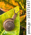 Snail crawling on a green leaf in the garden, close-up with blur backgrounds for Presentations and decks information graphics, prints layout covering books, magazine pages, advertisement, ads campaign 103571457