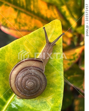Snail crawling on a green leaf in the garden, close-up with blur backgrounds for Presentations and decks information graphics, prints layout covering books, magazine pages, advertisement, ads campaign 103571457