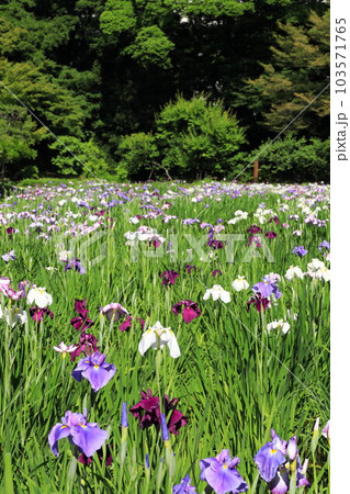 小石川後楽園 花菖蒲田 小石川後楽園 花菖蒲田 103571765