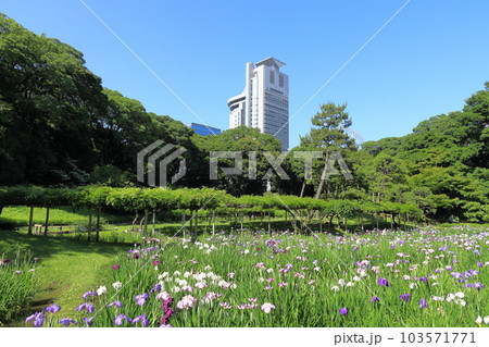 小石川後楽園　花菖蒲田 103571771