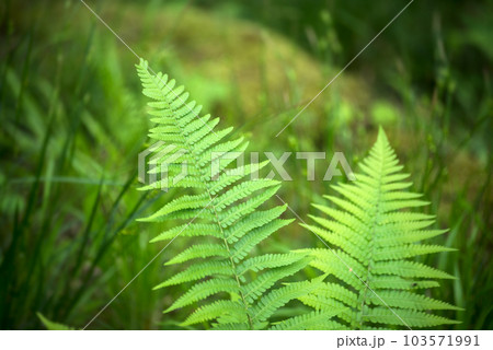 Closeup of fern leaves in the forest Closeup of fern leaves in the forest 103571991
