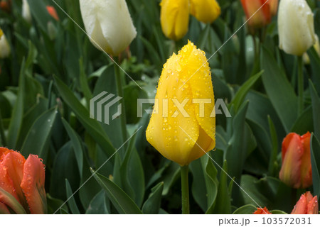 Closeup of rain drops on yellow tulip in a public garden 103572031