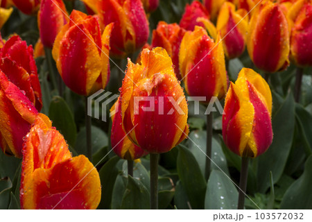 Closeup of rain drops on orange tulips in a public garden 103572032