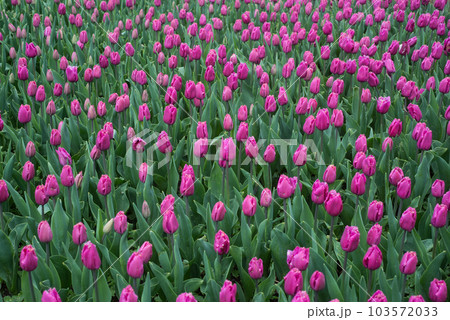 Closeup of purple tulips in a public garden by rainy day 103572033