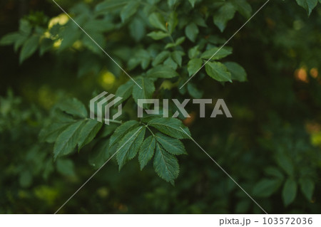 Closeup nature view of green leaf background. Flat lay, dark nature concept  103572036