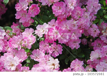 ピンク色の薔薇 103572081