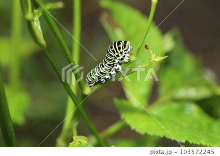 ミツバを食べる、キアゲハの幼虫 103572245