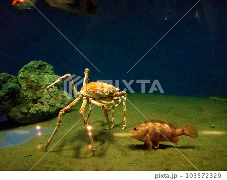タカアシガニvsカサゴ 103572329