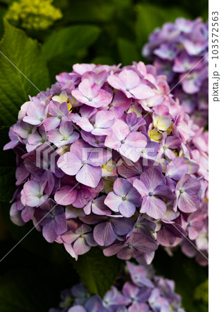 紫陽花 紫陽花 103572563