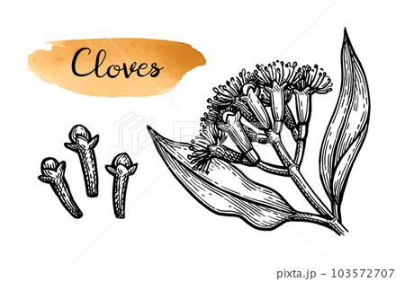 Clove spice ink sketch. 103572707