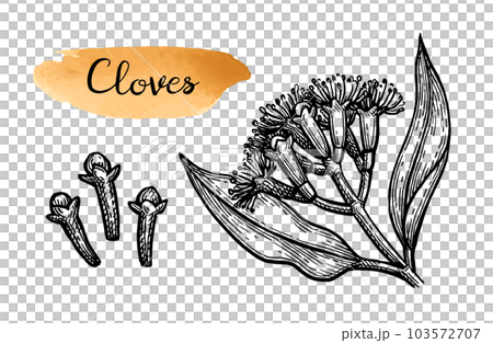 Clove spice ink sketch. 103572707