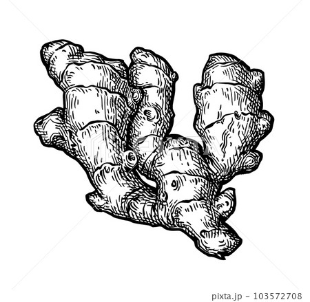Fresh ginger root ink sketch. 103572708