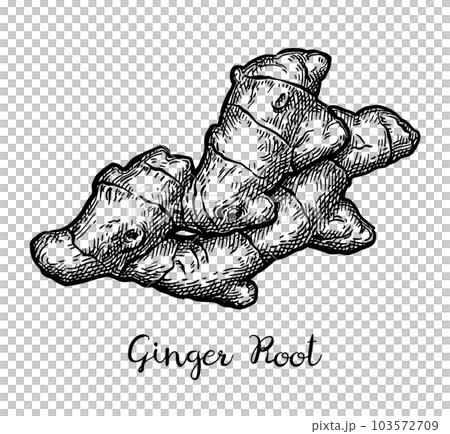 Fresh ginger root ink sketch. 103572709