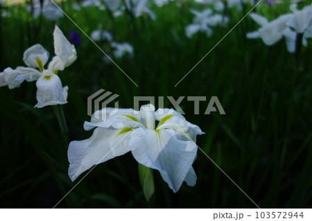 赤堀しょうぶ園の花菖蒲 赤堀しょうぶ園の花菖蒲 103572944