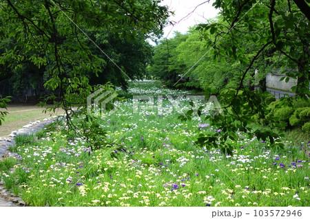 赤堀しょうぶ園の花菖蒲 103572946
