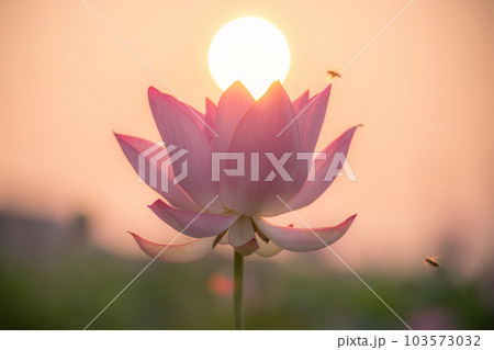 朝日とミツバチ飛ぶ蓮の花 朝日とミツバチ飛ぶ蓮の花 103573032