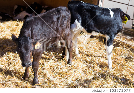 Newborn calves in livestock stall on cow farm Newborn calves in livestock stall on cow farm 103573077
