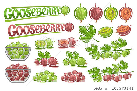 Vector Gooseberry Set 103573141