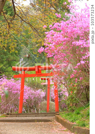 八王子市今熊神社　つつじ 103573234