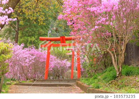 八王子市今熊神社 つつじ 八王子市今熊神社 つつじ 103573235