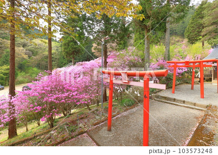 八王子市今熊神社 つつじ 八王子市今熊神社 つつじ 103573248