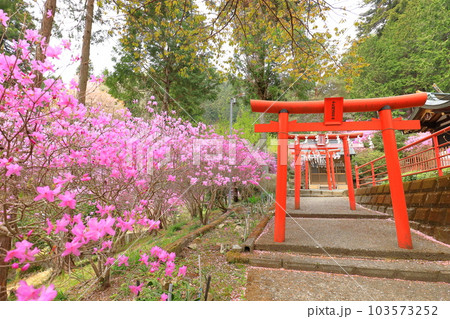 八王子市今熊神社　つつじ 103573252