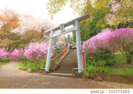 八王子市今熊神社　つつじ 103573263