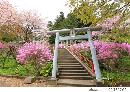 八王子市今熊神社　つつじ 103573265