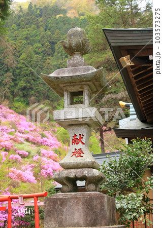 八王子市今熊神社　つつじ 103573275