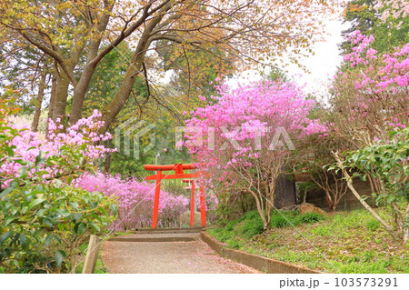 八王子市今熊神社 つつじ 八王子市今熊神社 つつじ 103573291