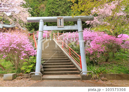 八王子市今熊神社 つつじ 八王子市今熊神社 つつじ 103573308