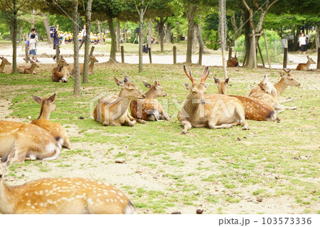 奈良公園　鹿 103573336
