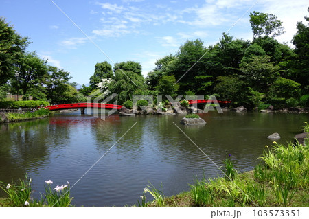浜川運動公園の菖蒲 浜川運動公園の菖蒲 103573351