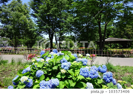浜川運動公園のあじさい 浜川運動公園のあじさい 103573406