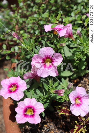 ピンク色の花びらカリブラコア 103573420