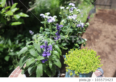 初夏の花の寄せ植え&寄せ鉢 初夏の花の寄せ植え&寄せ鉢 103573423