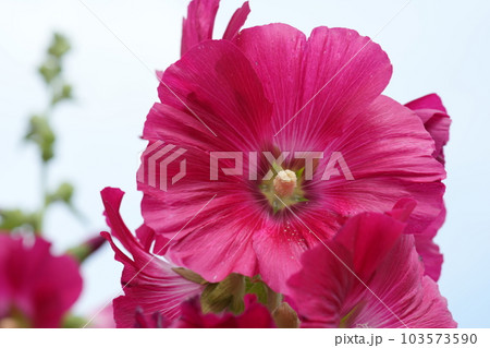 タチアオイ タチアオイ 103573590