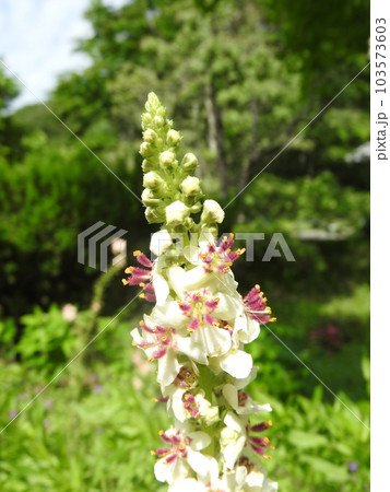 ヨーロッパ、北アフリカ等原産の帰化植物「シロバナモウズイカ」の花 ヨーロッパ、北アフリカ等原産の帰化植物「シロバナモウズイカ」の花 103573603