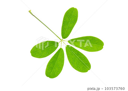 五葉アケビの葉 103573760