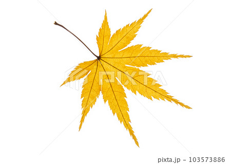 紅葉(黄色) 紅葉(黄色) 103573886