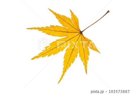 紅葉（黄色）　 103573887
