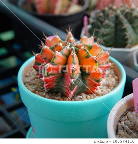 Cactus with thorn called 'Gymnocalycium mihanovichii variegata' Cactus with thorn called 'Gymnocalycium mihanovichii variegata' 103574116