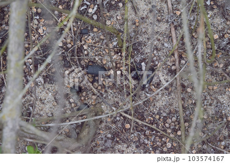 オオヒョウタンゴミムシの死骸 103574167