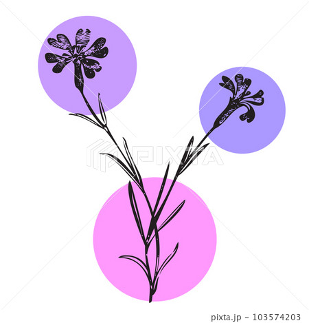 Botanical hand drawn wildflower on color patch isolated white background. Vintage creative flower bouquet. Vector illustration greeting card, design, poster, print, party, wedding invitation, birthday 103574203