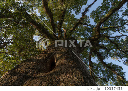 吉良川町の街並み 103574534